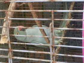 Found Indian Ringneck Parakeet