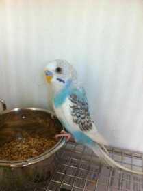 Found Budgerigar