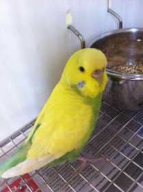 Found Budgerigar