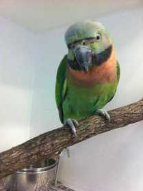 Found Mustached / Moustached Parakeet