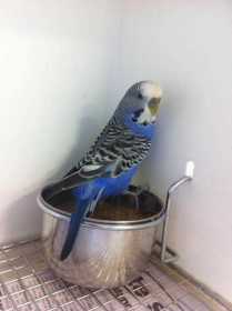 Found Budgerigar