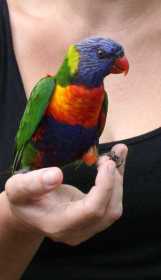 Found Lory / Lorikeet