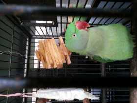 Found Alexandrine