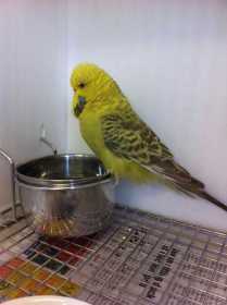 Found Budgerigar