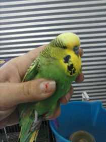 Found Budgerigar