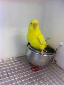 Found Budgerigar