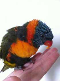 Found Lory / Lorikeet