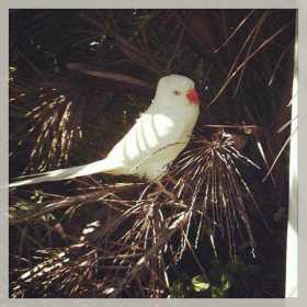 Found Indian Ringneck Parakeet