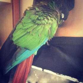 Found Conure
