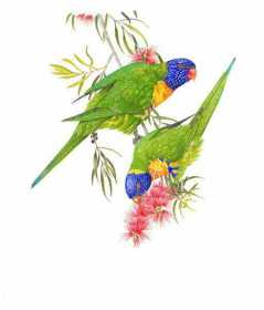 Found Lory / Lorikeet