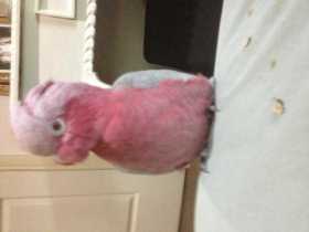 Found Galah Cockatoo