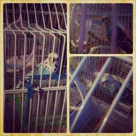 Found Parakeet