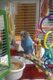 Found Budgerigar