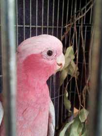 Found Galah Cockatoo