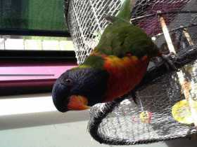 Found Lory / Lorikeet