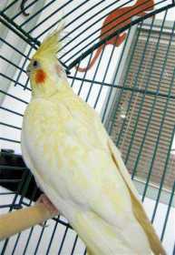 Found Cockatiel