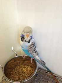 Found Budgerigar