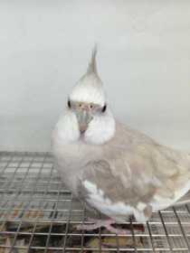 Found Cockatiel