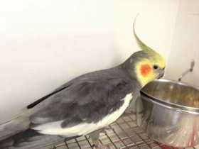 Found Cockatiel