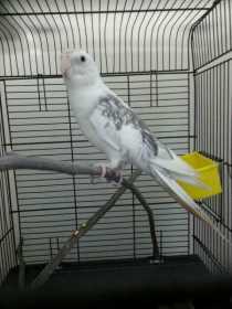 Found Cockatiel