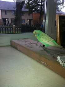 Found Budgerigar