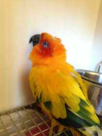 Found Conure