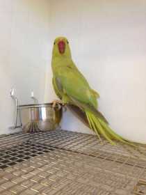 Found Indian Ringneck Parakeet