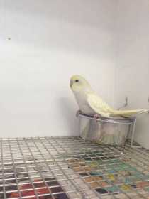 Found Budgerigar