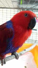 Found Eclectus