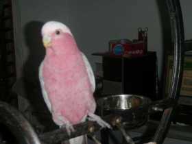 Found Galah Cockatoo