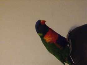 Found Lory / Lorikeet