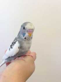 Found Budgerigar