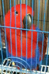 Found Eclectus