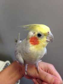 Found Cockatiel