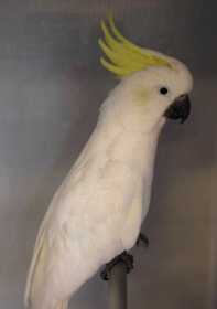 Found Cockatoo