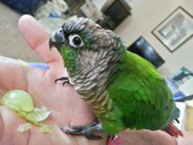 Found Conure