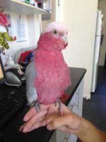 Found Galah Cockatoo