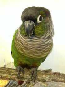 Found Conure