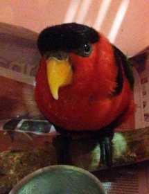 Found Lory / Lorikeet