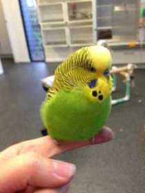 Found Budgerigar