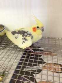 Found Cockatiel