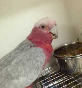 Found Galah Cockatoo