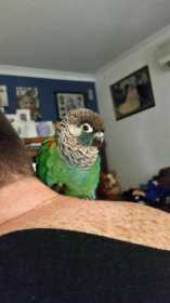 Found Conure