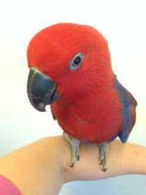 Found Eclectus