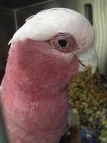 Found Galah Cockatoo