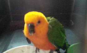 Found Conure