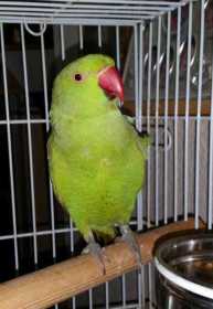 Found Indian Ringneck Parakeet