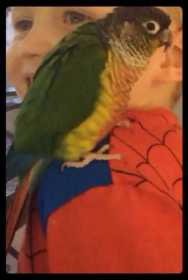 Found Conure