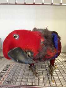 Found Eclectus