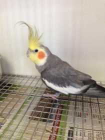 Found Cockatiel